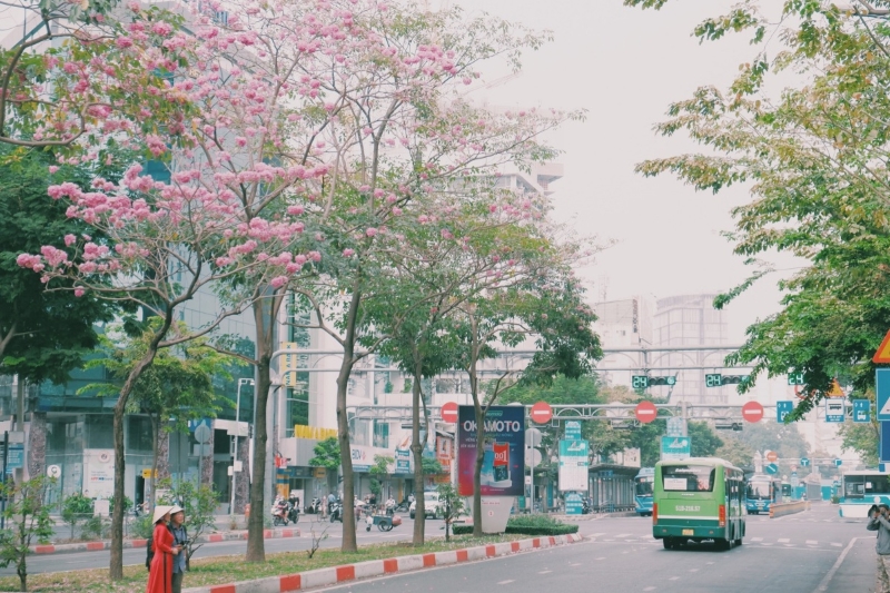 Kèn hồng rực rỡ trên phố Sài Gòn