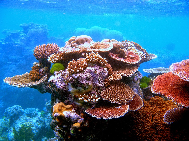 Trải nghiệm tour lặn ngắm san hô tại The Secret Côn Đảo